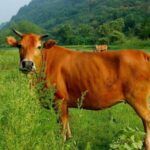 Mơ Thấy Con Bò Đánh Lô Gì? Giải Mã Ý Nghĩa