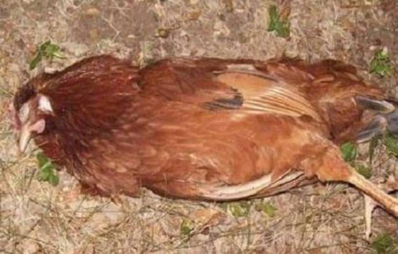 Mơ thấy gà chết