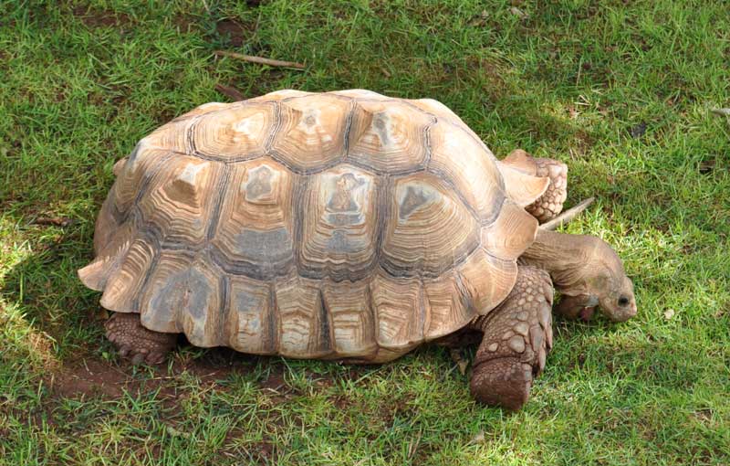 Mơ thấy rùa thần, rùa lớn